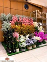 FLEUR EN POT  FP-002